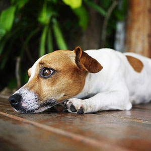 Condominio e cani: cosa succede se abbaiano